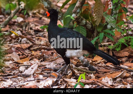 'Mutum-de-bico-vermelho Macho (Crax Blumenbachii) fotografado em Linhares, Espírito Santo - Sudeste do Brasil. Bioma Mata Atlântica. Registro feito e Banque D'Images