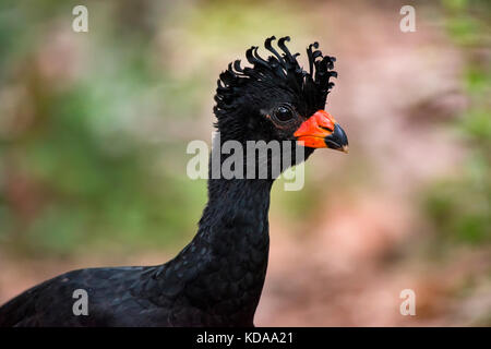 'Mutum-de-bico-vermelho Macho (Crax Blumenbachii) fotografado em Linhares, Espírito Santo - Sudeste do Brasil. Bioma Mata Atlântica. Registro feito e Banque D'Images