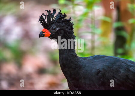 'Mutum-de-bico-vermelho Macho (Crax Blumenbachii) fotografado em Linhares, Espírito Santo - Sudeste do Brasil. Bioma Mata Atlântica. Registro feito e Banque D'Images
