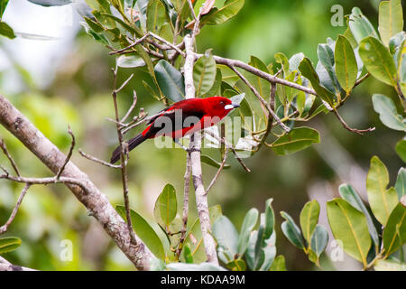 "Tiê-sangue (ramphocelus bresilius) fotografado em guarapari, Espírito Santo - Nordeste do Brasil. bioma mata atlântica. registro Feito em 2013. Banque D'Images