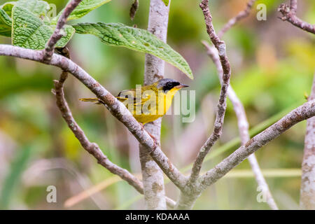 'Pia-cobra (Geothlyphes aequinotialis) fotografado em Guarapari, Espírito Santo - Sudeste do Brasil. Bioma Mata Atlântica. Registro feito em 2013. Banque D'Images