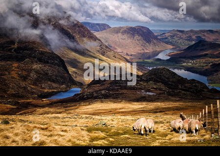 Moutons dans un champ à la recherche vers le bas sur un lac Banque D'Images