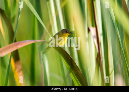 'Pia-cobra (Geothlyphes aequinotialis) fotografado em Linhares, Espírito Santo - Sudeste do Brasil. Bioma Mata Atlântica. Registro feito em 2014. Banque D'Images