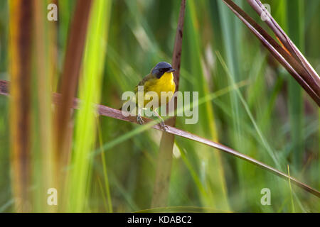 'Pia-cobra (Geothlyphes aequinotialis) fotografado em Linhares, Espírito Santo - Sudeste do Brasil. Bioma Mata Atlântica. Registro feito em 2014. Banque D'Images