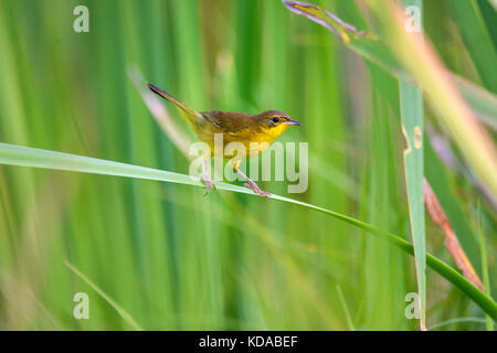 'Pia-cobra (Geothlyphes aequinotialis) fotografado em Linhares, Espírito Santo - Sudeste do Brasil. Bioma Mata Atlântica. Registro feito em 2014. Banque D'Images