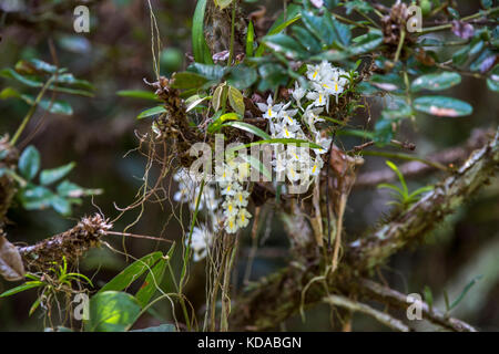'Veu-de-noiva (Rodriguezia venusta) fotografado em Linhares, Espírito Santo - Sudeste do Brasil. Bioma Mata Atlântica. Registro feito em 2014. E Banque D'Images