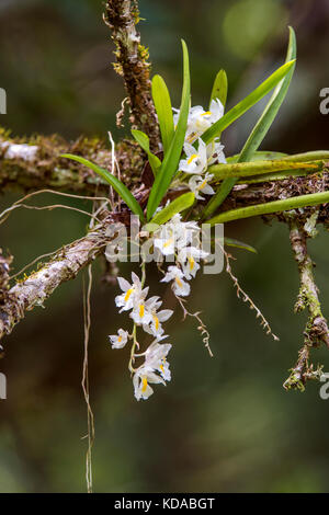 'Veu-de-noiva (Rodriguezia venusta) fotografado em Linhares, Espírito Santo - Sudeste do Brasil. Bioma Mata Atlântica. Registro feito em 2014. E Banque D'Images