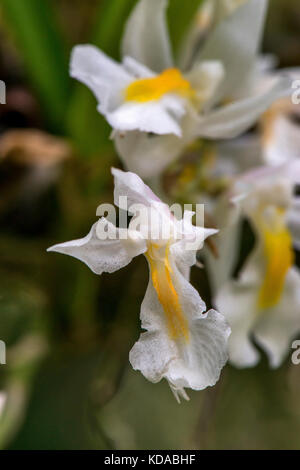 'Veu-de-noiva (Rodriguezia venusta) fotografado em Linhares, Espírito Santo - Sudeste do Brasil. Bioma Mata Atlântica. Registro feito em 2014. E Banque D'Images