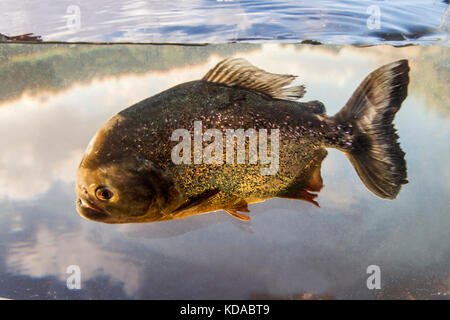 'Piranha-vermelha (Pygocentrus nattereri) fotografado em Linhares, Espírito Santo - Sudeste do Brasil. Bioma Mata Atlântica. Registro feito em 2015. Banque D'Images