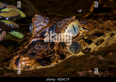 "Jacaré-de-papo-amarelo caiman latirostris) fotografado (em linhares, Espírito Santo - Nordeste do Brasil. bioma mata atlântica. registro Feito em 201 Banque D'Images