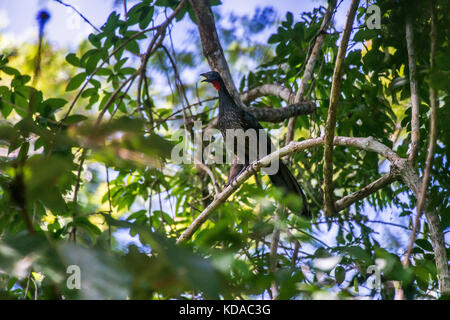 «Jacupemba (penelope superciliaris) fotografado em linhares, Espírito Santo - Nordeste do Brasil. bioma mata atlântica. registro Feito em 2015. e Banque D'Images