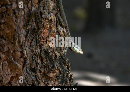 'Calango (Tropidurus oreadicus) fotografado em Linhares, Espírito Santo - Sudeste do Brasil. Bioma Mata Atlântica. Registro feito em 2015. ENGLI Banque D'Images