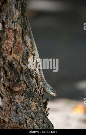 'Calango (Tropidurus oreadicus) fotografado em Linhares, Espírito Santo - Sudeste do Brasil. Bioma Mata Atlântica. Registro feito em 2015. ENGLI Banque D'Images