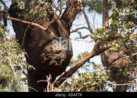 Termitière dans arbre, Australie Banque D'Images