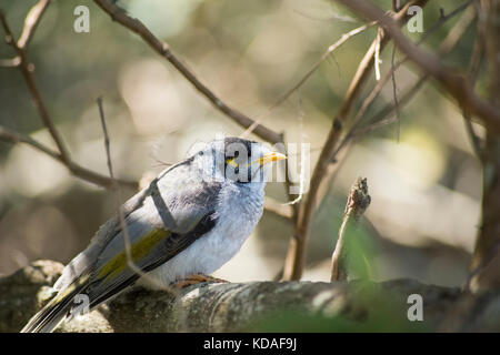 Bruyant des oiseaux Australiens juvénile mineur Banque D'Images