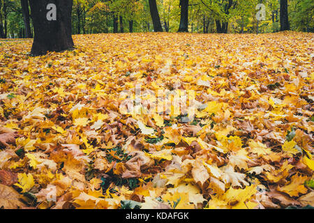 Feuillage coloré à l'automne, le parc historique de saison Banque D'Images