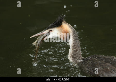 Une photo de tête d'un grand-craché Grebe (podiceps cristatus) manger un poisson dans une rivière. Banque D'Images