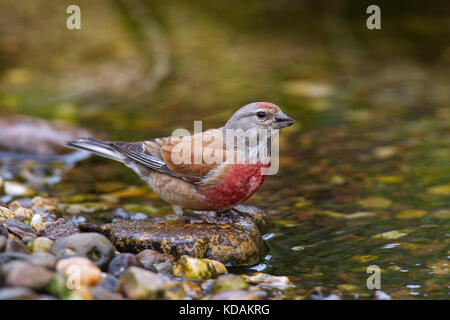 (Linaria cannabina common linnet / acanthis cannabina / Carduelis cannabina) masculin de l'eau potable brook Banque D'Images