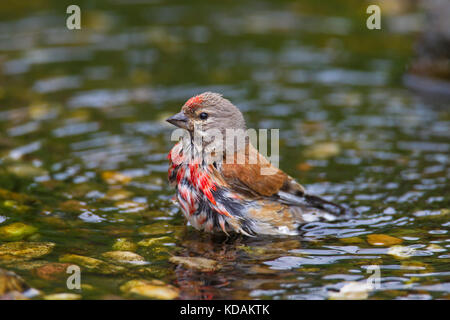 (Linaria cannabina common linnet / acanthis cannabina / Carduelis cannabina) hommes baignant dans l'eau peu profonde de brook Banque D'Images