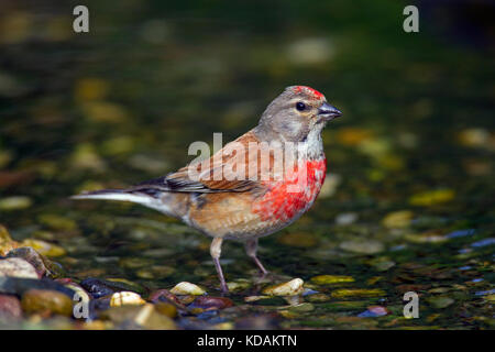 (Linaria cannabina common linnet / acanthis cannabina / Carduelis cannabina) masculin de l'eau potable brook Banque D'Images