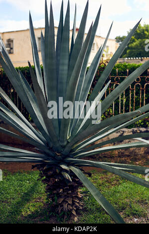 Henequen plante sur le trottoir sur l'avenue Paseo de Montejo de Mérida, Yucatán, Mexique Banque D'Images