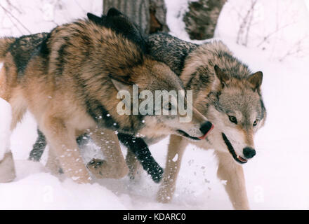 Le Canada. La faune. Le loup gris dans la neige. Banque D'Images