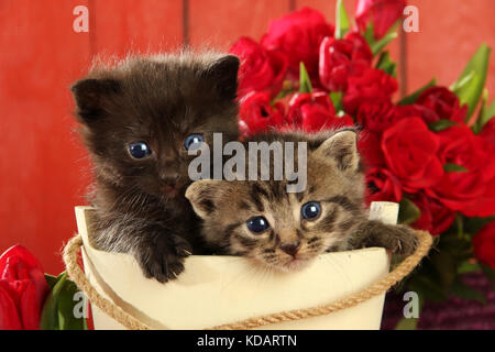 Deux chatons, noir, noir tabby, 4 semaines, assis dans un panier Banque D'Images