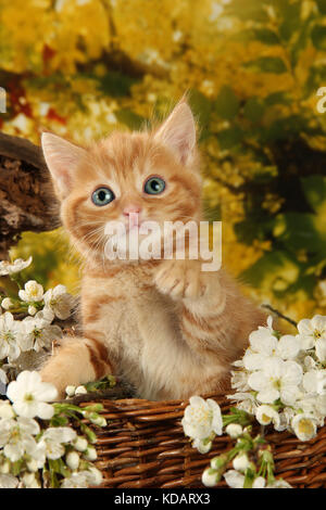 Chaton domestique, gingembre, red tabby, couché dans un panier de fleurs de printemps Banque D'Images