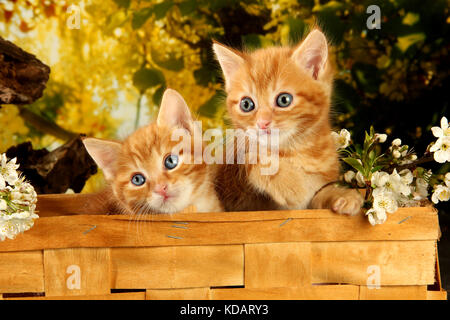 Deux chatons domestiques, gingembre, red tabby, couché dans un panier de fleurs de printemps Banque D'Images