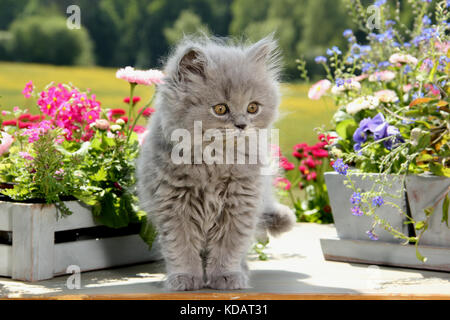 Highlander chaton, bleu, debout entre les fleurs dans le jardin Banque D'Images