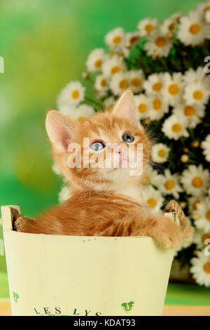 Chaton, 6 semaines, gingembre, red tabby, assis dans un pot entre les marguerites Banque D'Images