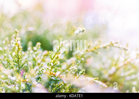 Flocons de neige sur l'arbre de genièvre gros plan macro avec des soft golden et rose du soleil Banque D'Images