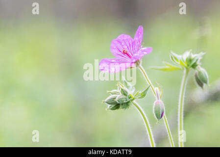 Wild Rose Géranium fleurit dans hardy forest Banque D'Images