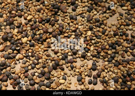 Café Kaffee Bohnen des Kopi Luwak und Kape Alamide - café-haricots Banque D'Images