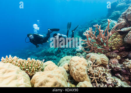 Les plongeurs à la découverte des formations de corail d'Agincourt Reef, Great Barrier Reef Marine Park, Port Douglas, Queensland, Australie Banque D'Images