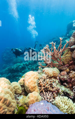 Les plongeurs à la découverte des formations de corail d'Agincourt Reef, Great Barrier Reef Marine Park, Port Douglas, Queensland, Australie Banque D'Images