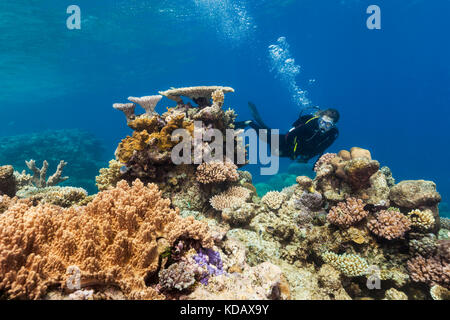 La découverte de la plongée formations de corail d'Agincourt Reef, Great Barrier Reef Marine Park, Port Douglas, Queensland, Australie Banque D'Images