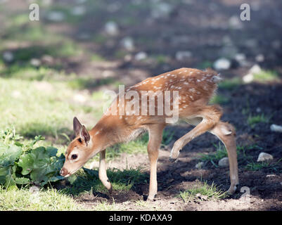 White-tailed deer fawn walking Banque D'Images
