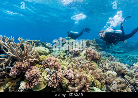 Les plongeurs à la découverte des formations de corail d'Agincourt Reef, Great Barrier Reef Marine Park, Port Douglas, Queensland, Australie Banque D'Images