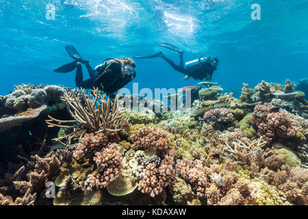 Les plongeurs à la découverte des formations de corail d'Agincourt Reef, Great Barrier Reef Marine Park, Port Douglas, Queensland, Australie Banque D'Images