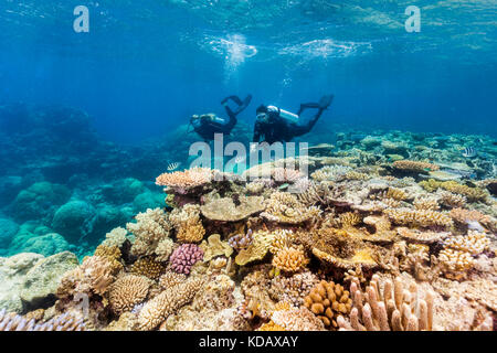 Les plongeurs à la découverte des formations de corail d'Agincourt Reef, Great Barrier Reef Marine Park, Port Douglas, Queensland, Australie Banque D'Images