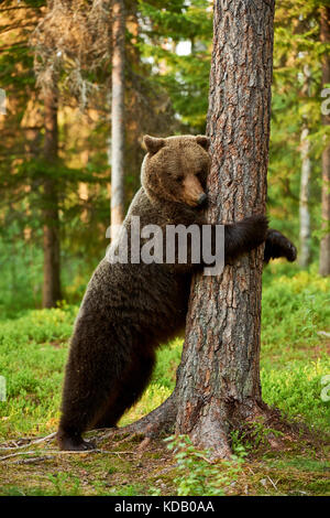 Ours brun très fatigué s'appuie contre un arbre dans un ours brun très fatigué s'appuie contre un arbre dans une forêt finlandaise Banque D'Images