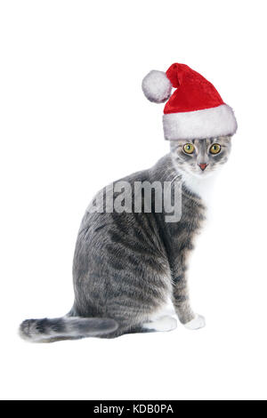 Chat tigré wearing santa hat pour Noël Banque D'Images