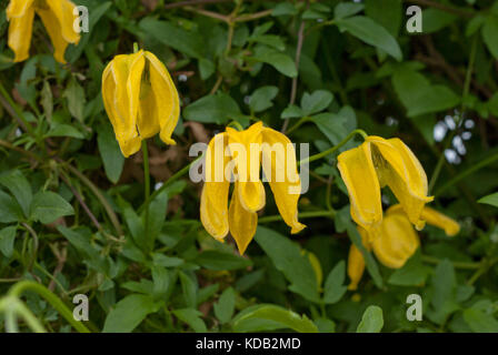 Clematis tangutica tibetana Bill MacKenzie Banque D'Images