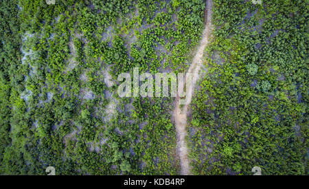 Vue aérienne d'un chemin untraveled par l'herbe verte et d'arbustes. Banque D'Images