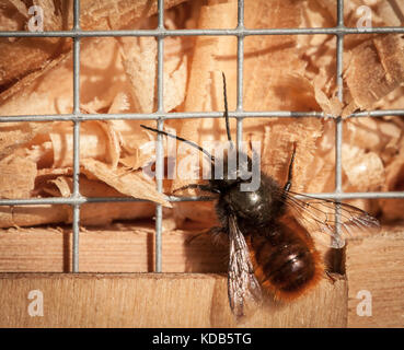 Osmia bee mur assis sur l'aide de nidification Banque D'Images