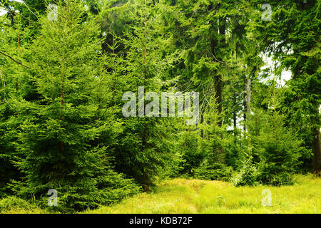 Sapins verts dans les forêts de conifères à feuilles persistantes. jeune picea abies arbres poussant dans la forêt dans les montagnes owl parc paysage, sudetes, au sud-ouest de la Pologne. Banque D'Images