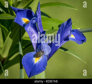 Fleur d'un iris bleu avec un coléoptère assis il Banque D'Images