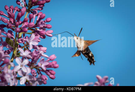 Hummingbird hawk-moth (macroglossum stellatarum) se nourrissant sur les fleurs de lilas Banque D'Images