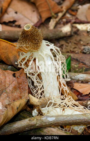 Une dame voilée, de champignons, de plus en plus Phallus indusi du sol de la forêt. Banque D'Images